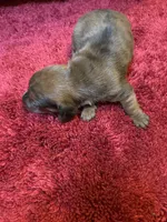 Penelope AKC long haired , a female Miniature Dachshund for sale in Melrose, MN – 9 of 10