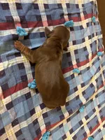 Sandy AKC, a female Miniature Dachshund for sale in Melrose, MN – 3 of 5