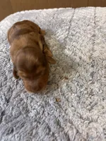 Benji AKC long haired , a male Miniature Dachshund for sale in Melrose, MN – 7 of 10