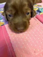 Gidget AKC long haired dapple , a female Miniature Dachshund for sale in Melrose, MN – 9 of 10