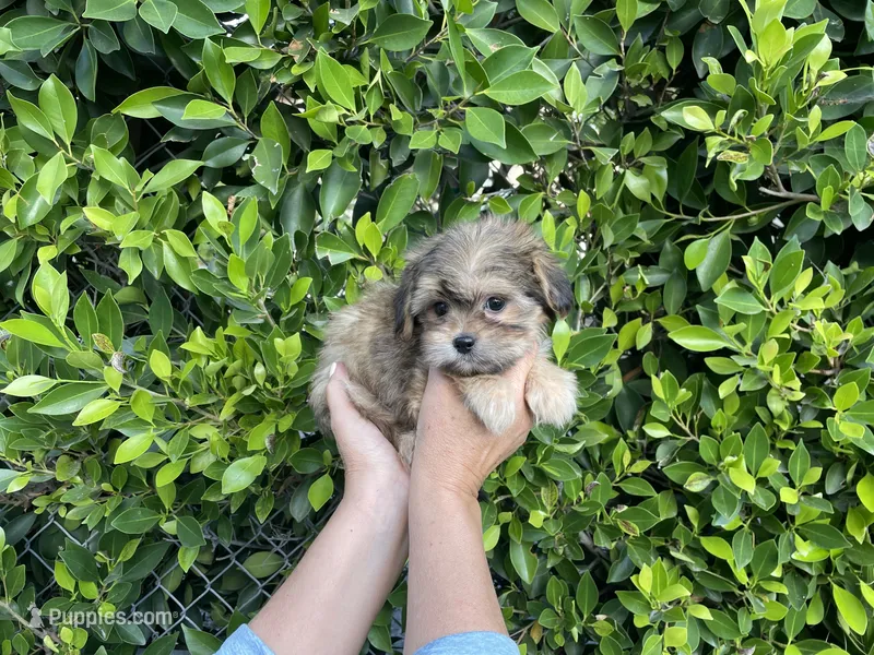 Wolfy – Mal Shi puppy for sale in Hacienda Heights, CA