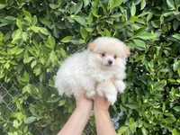 Cosmo, a male Pomeranian for sale in Hacienda Heights, CA – 1 of 1