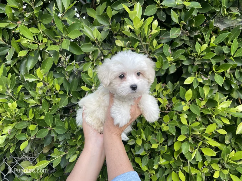 Duke – Mal Shi puppy for sale in Hacienda Heights, CA
