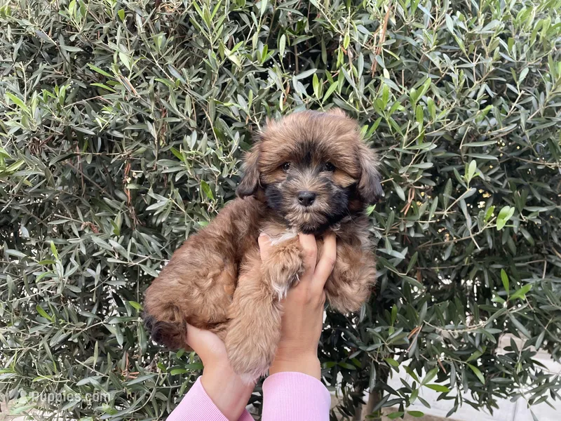 Mogli, a male Mal Shi for sale in Hacienda Heights, CA – Photo 1 of 1