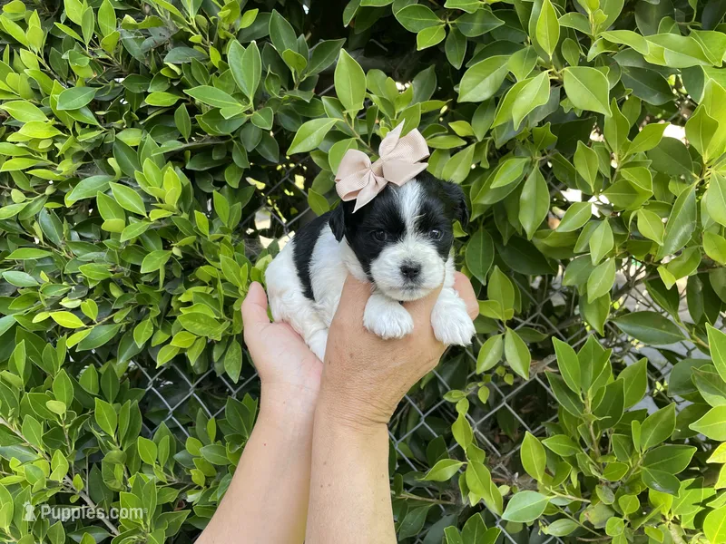 Nani – Mal Shi puppy for sale in Hacienda Heights, CA