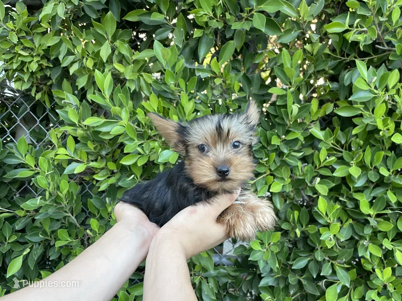Charlie – Yorkshire Terrier puppy for sale in Hacienda Heights, CA