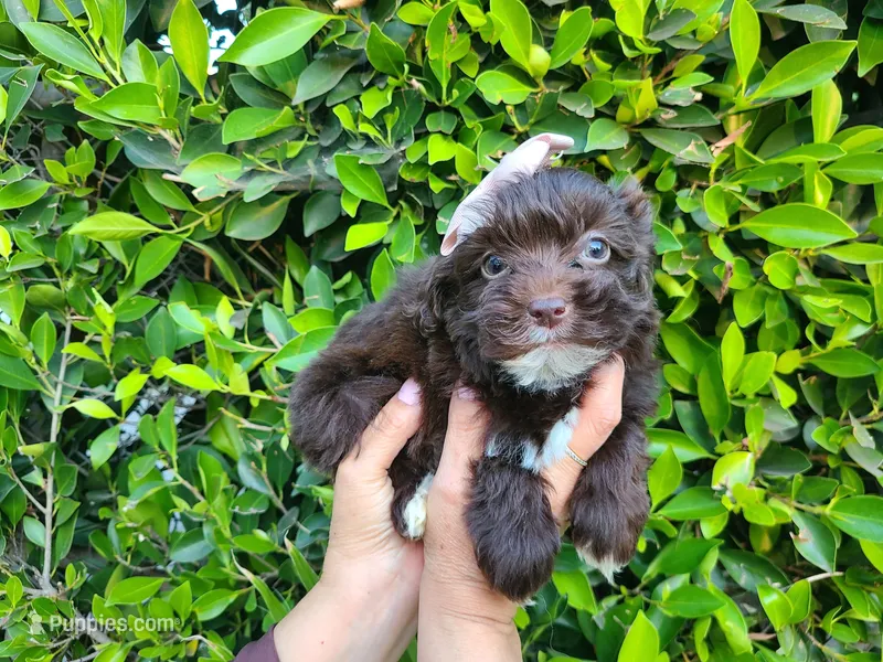 Amy – Maltipoo puppy for sale in Hacienda Heights, CA