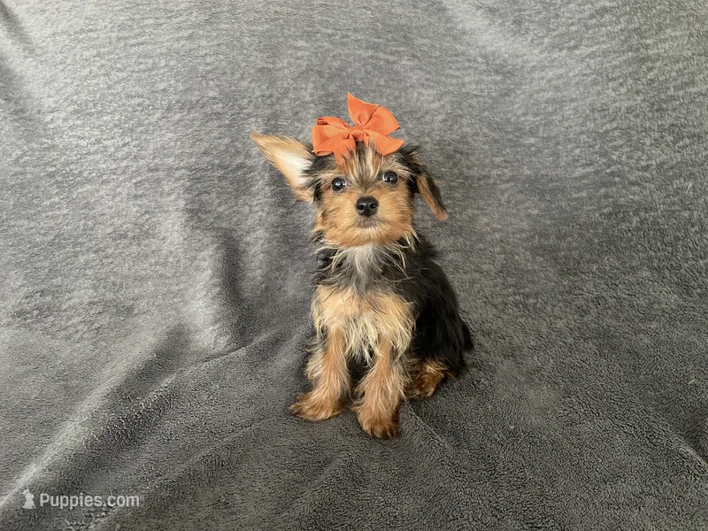Junie – Yorkshire Terrier puppy for sale in Hacienda Heights, CA