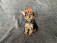 Junie, a female Yorkshire Terrier for sale in Hacienda Heights, CA – 1 of 1