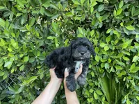 Romeo, a male Mal Shi for sale in Hacienda Heights, CA – 1 of 1
