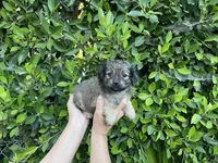 Clue, a male Mal Shi for sale in Hacienda Heights, CA – 1 of 1