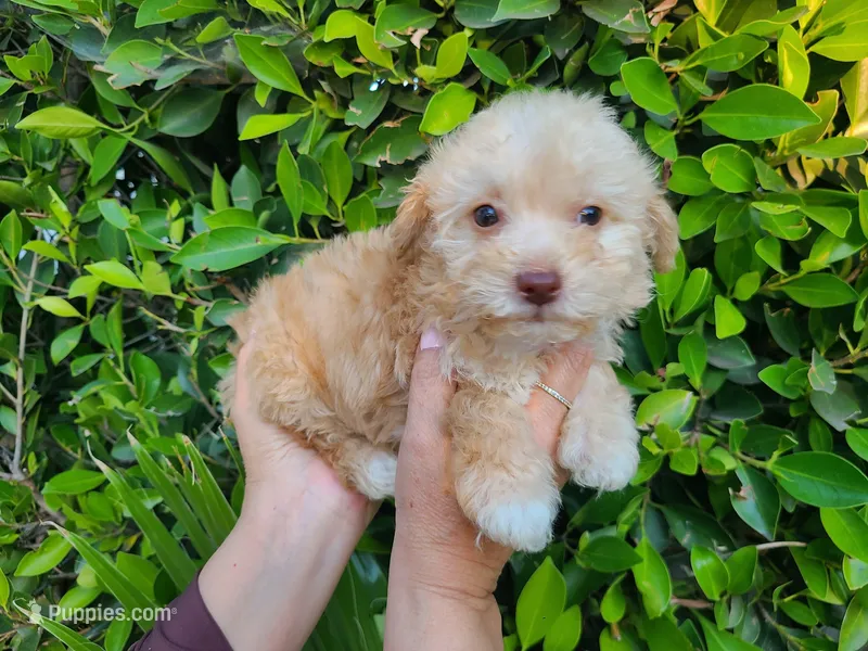 Clue – Maltipoo puppy for sale in Hacienda Heights, CA