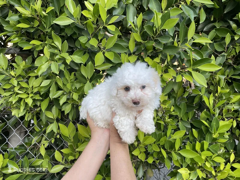 Charlie – Maltipoo puppy for sale in Hacienda Heights, CA
