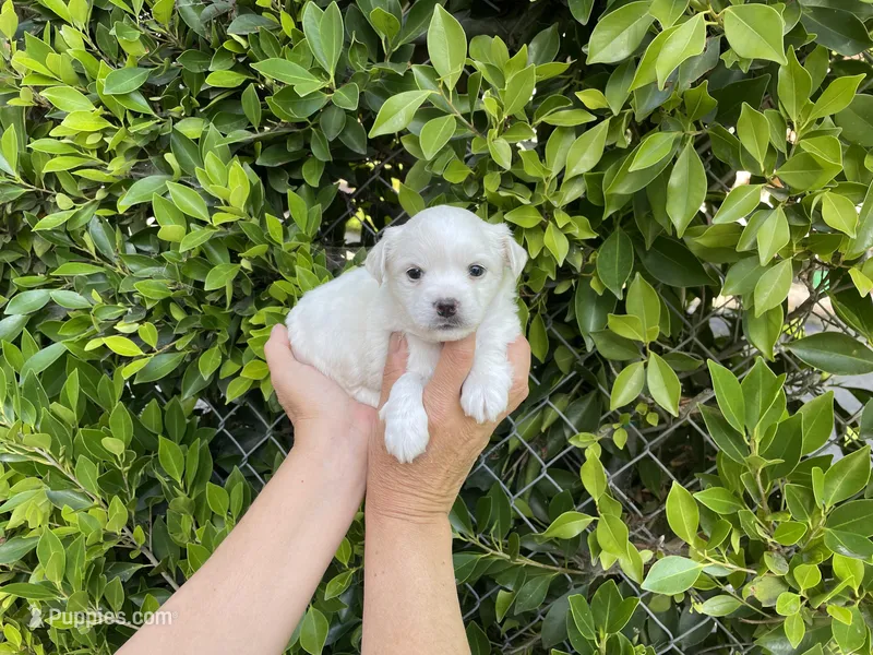 Max – Mal Shi puppy for sale in Hacienda Heights, CA