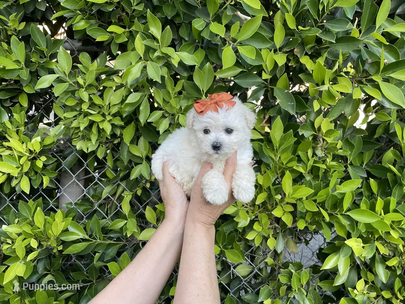 Luna – Maltipoo puppy for sale in Hacienda Heights, CA