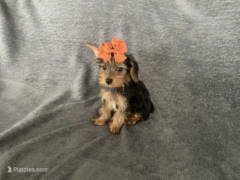 Chika – Yorkshire Terrier puppy for sale in Hacienda Heights, CA
