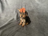 Chika, a female Yorkshire Terrier for sale in Hacienda Heights, CA – 1 of 1