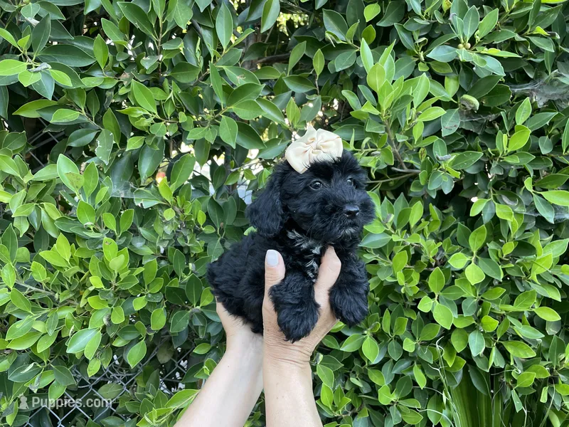 Bella – Mal Shi puppy for sale in Hacienda Heights, CA