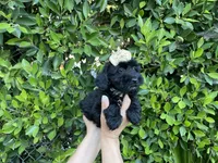 Bella, a female Mal Shi for sale in Hacienda Heights, CA – 1 of 1
