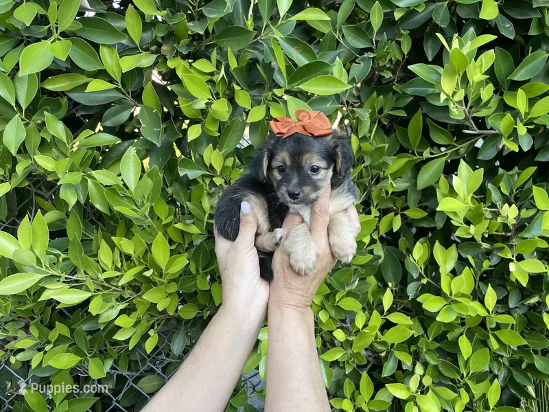 Daisy – Mal Shi puppy for sale in Hacienda Heights, CA
