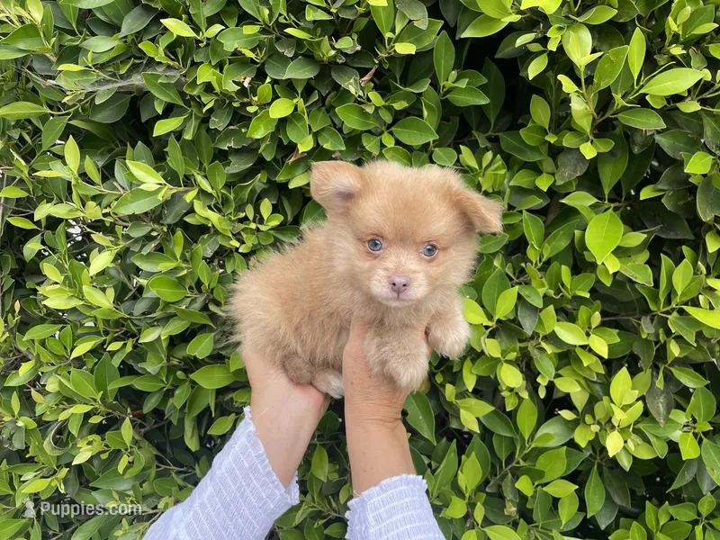 Ponyo – Pomeranian puppy for sale in Hacienda Heights, CA