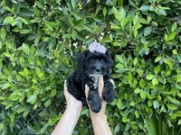 Lucy, a female Mal Shi for sale in Hacienda Heights, CA – 1 of 1