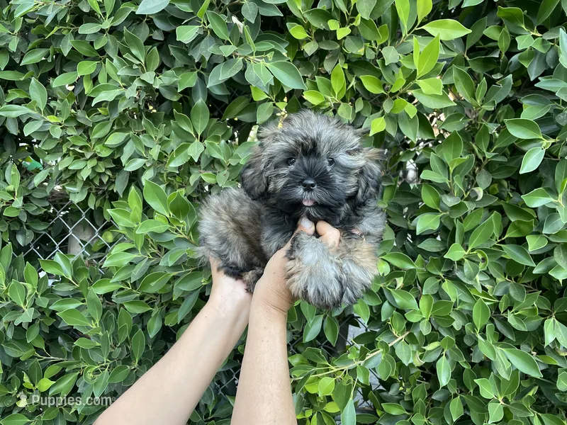 Philip  – Mal Shi puppy for sale in Hacienda Heights, CA