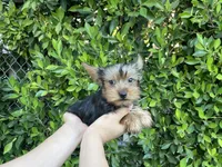 Charlie, a male Yorkshire Terrier for sale in Hacienda Heights, CA – 1 of 1