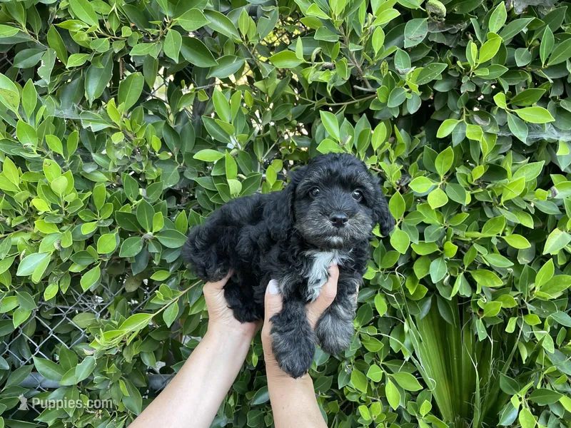 Romeo – Mal Shi puppy for sale in Hacienda Heights, CA