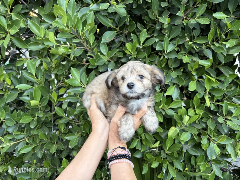Philip – Mal Shi puppy for sale in Hacienda Heights, CA