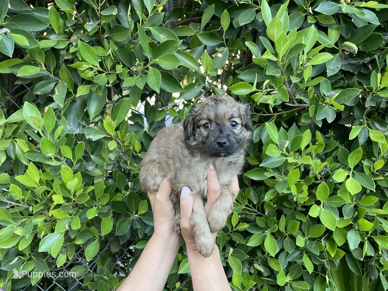 Blue – Mal Shi puppy for sale in Hacienda Heights, CA