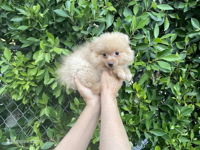 Remo – Pomeranian puppy for sale in Hacienda Heights, CA