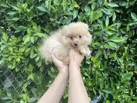 Remo, a male Pomeranian for sale in Hacienda Heights, CA – 1 of 1