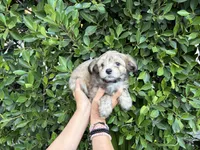 Philip, a male Mal Shi for sale in Hacienda Heights, CA – 1 of 1