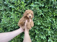 Teddy, a male Maltipoo for sale in Hacienda Heights, CA – 1 of 1