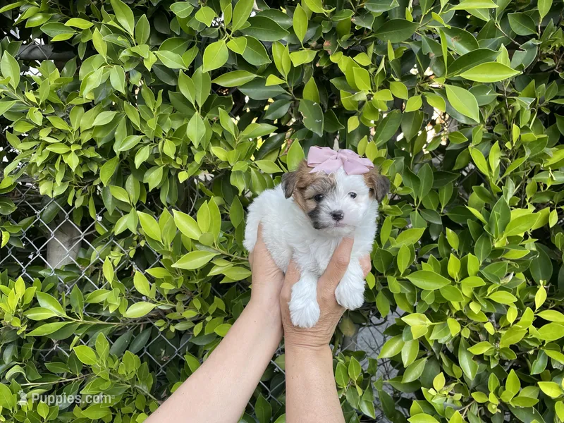 Pixie – Mal Shi puppy for sale in Hacienda Heights, CA
