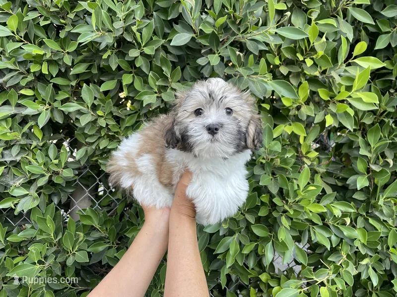 Gunther – Mal Shi puppy for sale in Hacienda Heights, CA