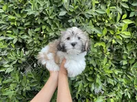 Gunther, a male Mal Shi for sale in Hacienda Heights, CA – 1 of 1