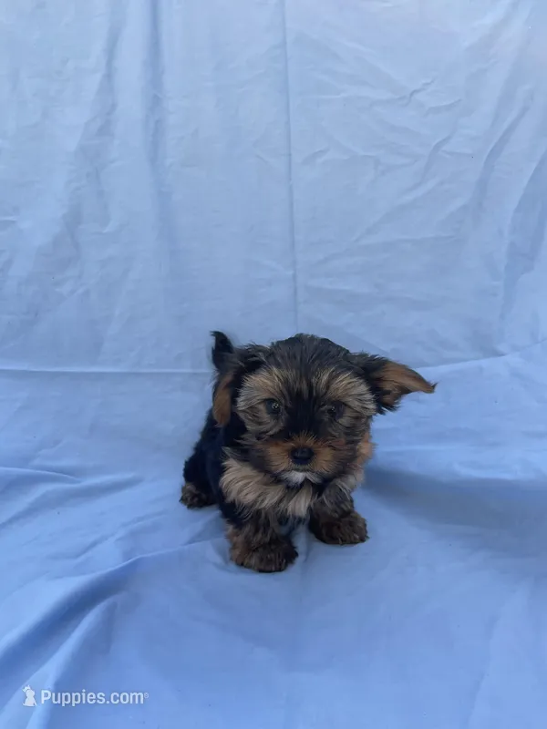 Mochi – Yorkshire Terrier puppy for sale in Hacienda Heights, CA