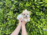 Rose, a female Mal Shi for sale in Hacienda Heights, CA – 1 of 1