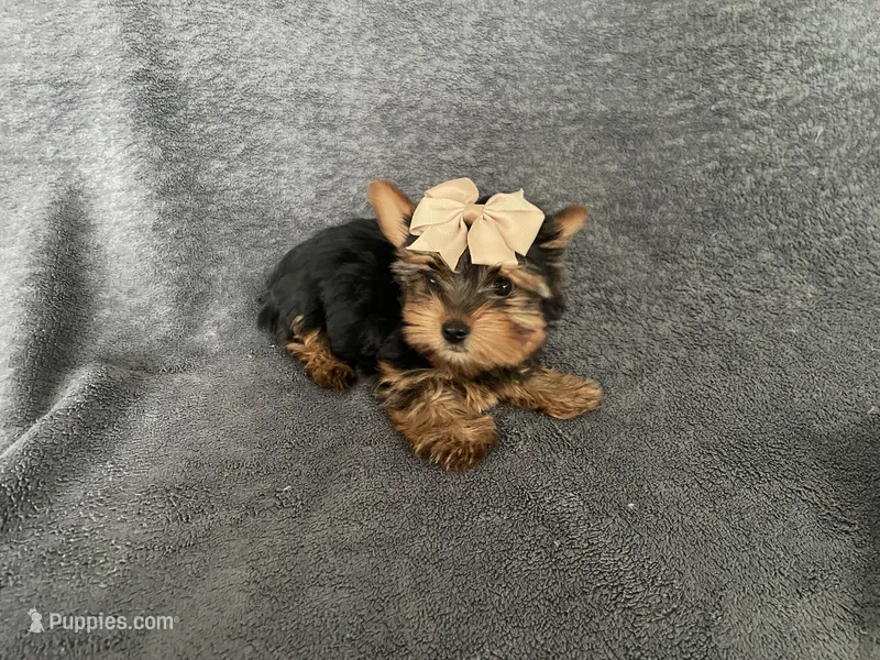 Rosie – Yorkshire Terrier puppy for sale in Hacienda Heights, CA