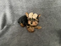 Rosie, a female Yorkshire Terrier for sale in Hacienda Heights, CA – 1 of 1