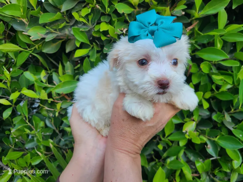Missy – Maltipoo puppy for sale in Hacienda Heights, CA