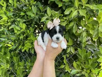 Nani, a female Mal Shi for sale in Hacienda Heights, CA – 1 of 1