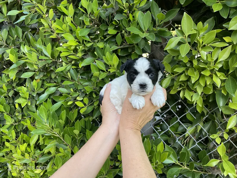 Cuco – Mal Shi puppy for sale in Hacienda Heights, CA