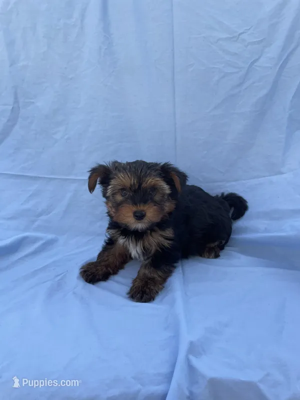 Anakin – Yorkshire Terrier puppy for sale in Hacienda Heights, CA