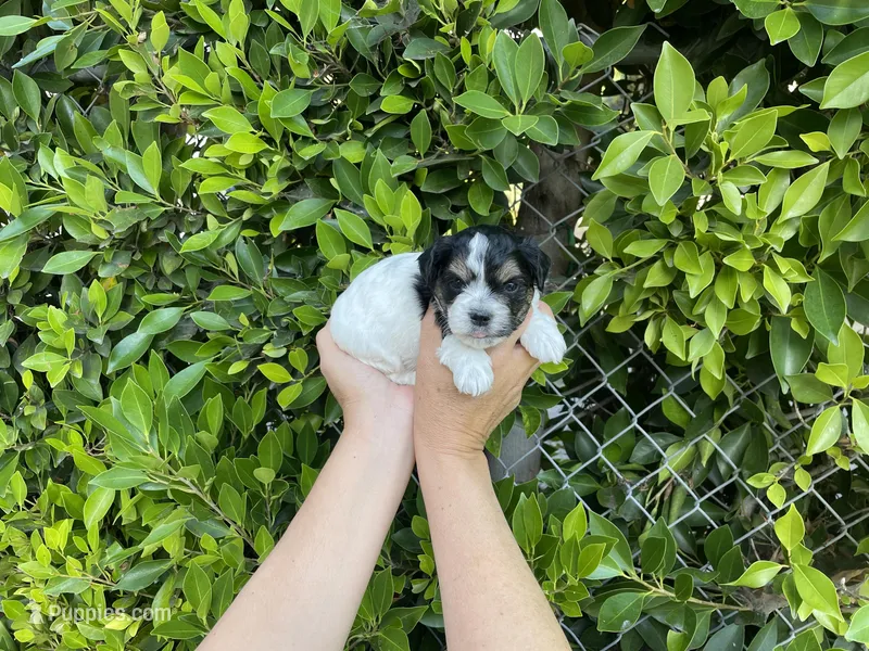 Charlie – Mal Shi puppy for sale in Hacienda Heights, CA