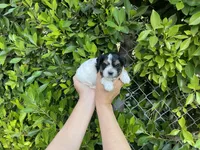 Charlie, a male Mal Shi for sale in Hacienda Heights, CA – 1 of 1