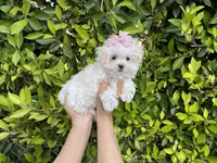 Kiki, a female Mal Shi for sale in Hacienda Heights, CA – 1 of 1
