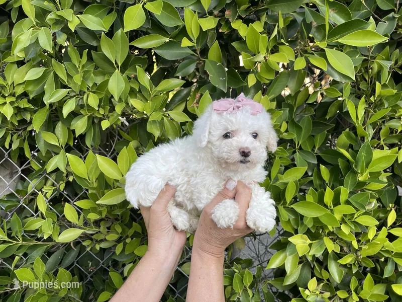 Rose – Maltipoo puppy for sale in Hacienda Heights, CA
